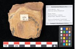 Foto (Objekt + Etikett) von Asterocalyx styriacus Ettingshausen (NHMW-GEO-2024-0188-0428)